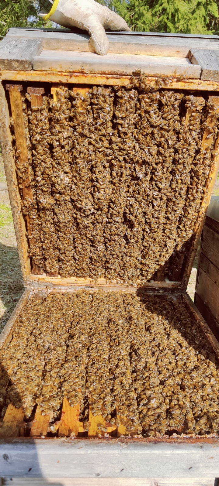 2026 paarunud Buckfast F1 mesilasema - Muhe Mesi (KUL), EE - Image 4