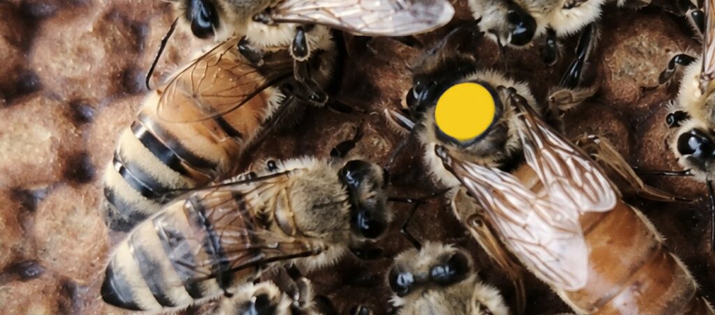 Kollase märgisega Buckfast mesilasema tarus